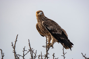 Eastern imperial eagle (Aquila heliaca). Wildlife animal.