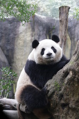 A Glance from Panda on the Tree © foreverhappy
