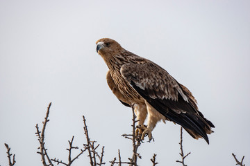 Eastern imperial eagle (Aquila heliaca). Wildlife animal.