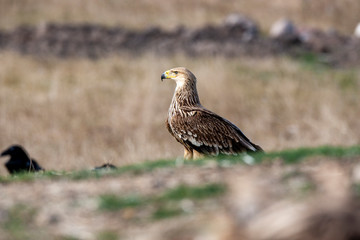 Eastern imperial eagle (Aquila heliaca). Wildlife animal.