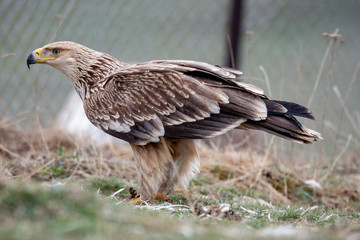 Eastern imperial eagle (Aquila heliaca). Wildlife animal.