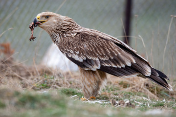 Eastern imperial eagle (Aquila heliaca). Wildlife animal.