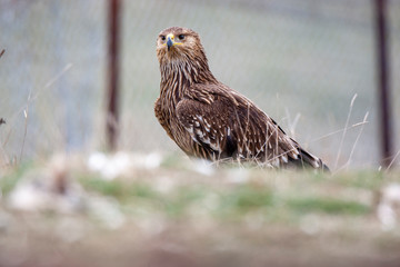 Eastern imperial eagle (Aquila heliaca). Wildlife animal.