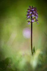 Orchidea spontanea