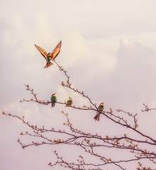 Birds in motley plumage Golden Bee-eater on tree branches against the sky with clouds in the wild. Art photo in the style of Chinese Japanese painting