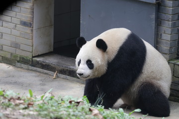 Giant Panda sitting on the ground, China