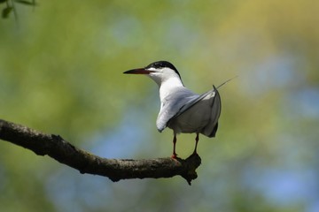 river gull
