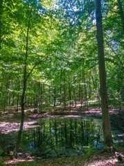 Fototapeta na wymiar lake reflecting green forest close to the woods in summer season on sunny day with blue sky