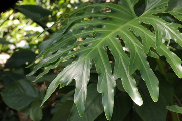 Fototapeta na wymiar Close up Green leaves