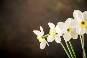 white and yellow daffodil flowers on a dark background