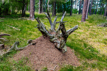 ein großer Ameisenhaufen um einen alten Baumstumpf mit Wurzel
