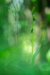Orchidea spontanea