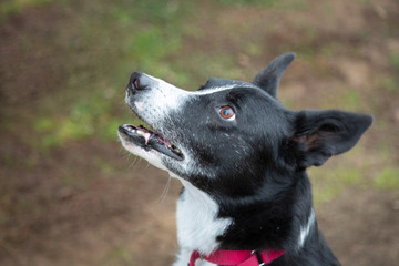 A downward partial side view, of a sitting black and white herding dog, against grass and dirt background
