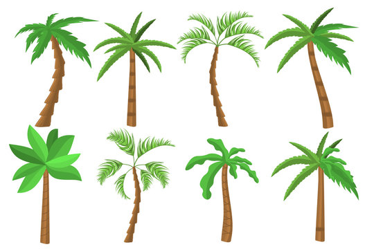 Tropical palm trees set. Tropical tree green leaves, beach palms and retro california greenery. Miami trees, coconut palm or exotic hawaii forest green tree.