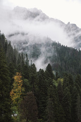Foggy forest in mountains of Dombay ski resort in rainy autumn day, Caucasus, Russia