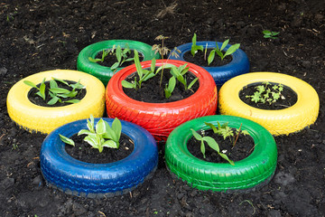 Sustainable gardening idea with painted old tyres as flowerbeds.  Planted flowers and plants...