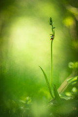Orchidea spontanea