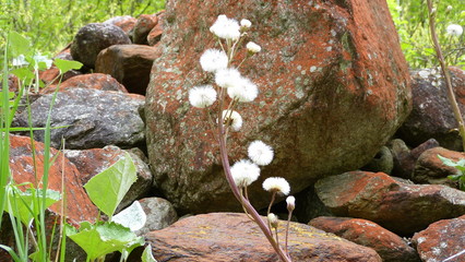 Einzelner Löwenzahn bzw. Pusteblume vor Felsbrocken, Nahaufnahme, Hintergrundbild