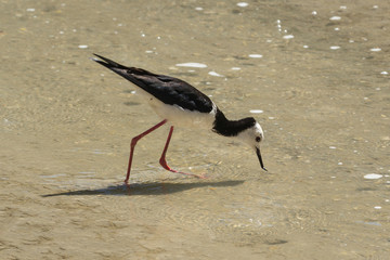A pied stilt, a shorebird, feeding in shallow water. It is also known as the white-headed stilt and black-winged stilt.