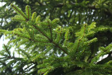 Fresh branch of young conifer tree with green needles