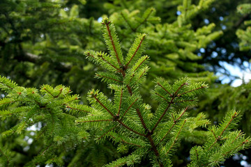 Fresh branch of young conifer tree with green needles