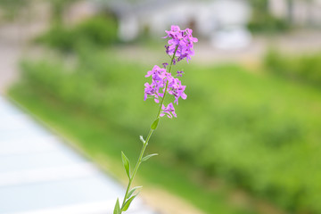 Close up on a dainty purple spring inflorescence