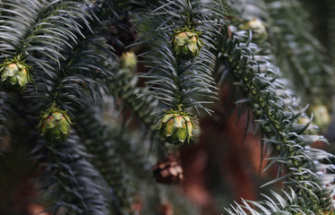 Spine of Pine Tree, Fall Season, Winter Time, Christmas