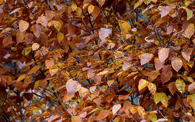 autumn leaves background