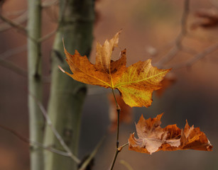 Close up Golden Maple Leaf in Winter Time