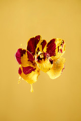 Magenta orchid flower with splashes of yellow paint, selective focus