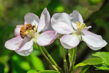 A bee gathering pollen on a delicate pink and white apple blossom