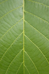 Leaf