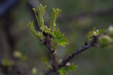 buds of a tree