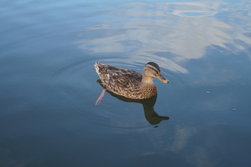 Duck on a river