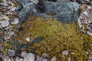 birch and spruce forest in Karelia. The bed of moss and fallen leaves