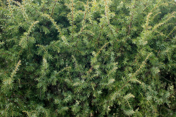 An image juniper bush with young green needles closeup