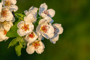 Branches of European pear (Pyrus communis) in bloom on a beautiful bokeh background. Pyrus communis, known as the European pear or common pear is a species of pear native to central and eastern Europe