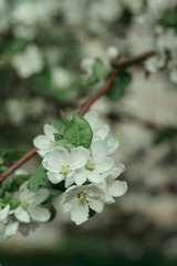White flowers of apple trees blossomed on tree branches in spring.