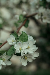 White flowers of apple trees blossomed on tree branches in spring.