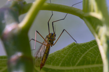 close up of a scorpion fly