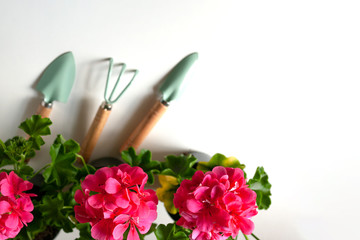 Geranium pink balcony flowers, flat lay with garden tools. Spring planting season.