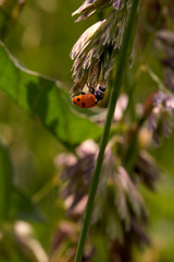 Close-up of a ladybug