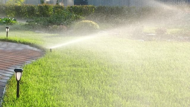 Sprinkler watering lush green grass, shrubs and flowers. Drops of water on the lawn. The path is laid out with paving stones. The backyard garden is flooded with sunlight. Water jets.