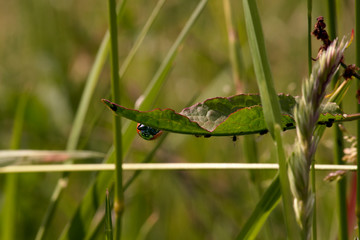 close up of lady bug on a leaf
