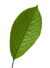 Naklejka na ściany i meble green sweet cherry leaf isolated on white background