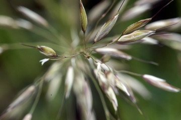 close up of false oat grass