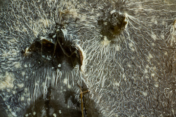 mold on food, dangerous microscopic fungi