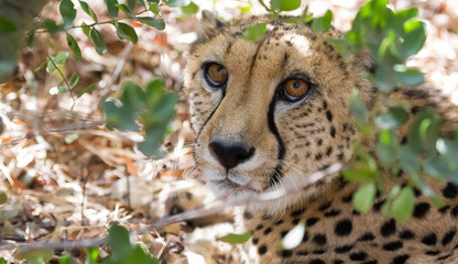 A young cheetah