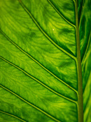 The veins in a leaf 