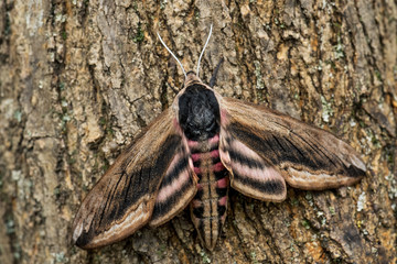 Privet Hawk-moth - Sphinx ligustri, beatiful large hawk-moth from European woodlands, Zlin, Czech Republic.